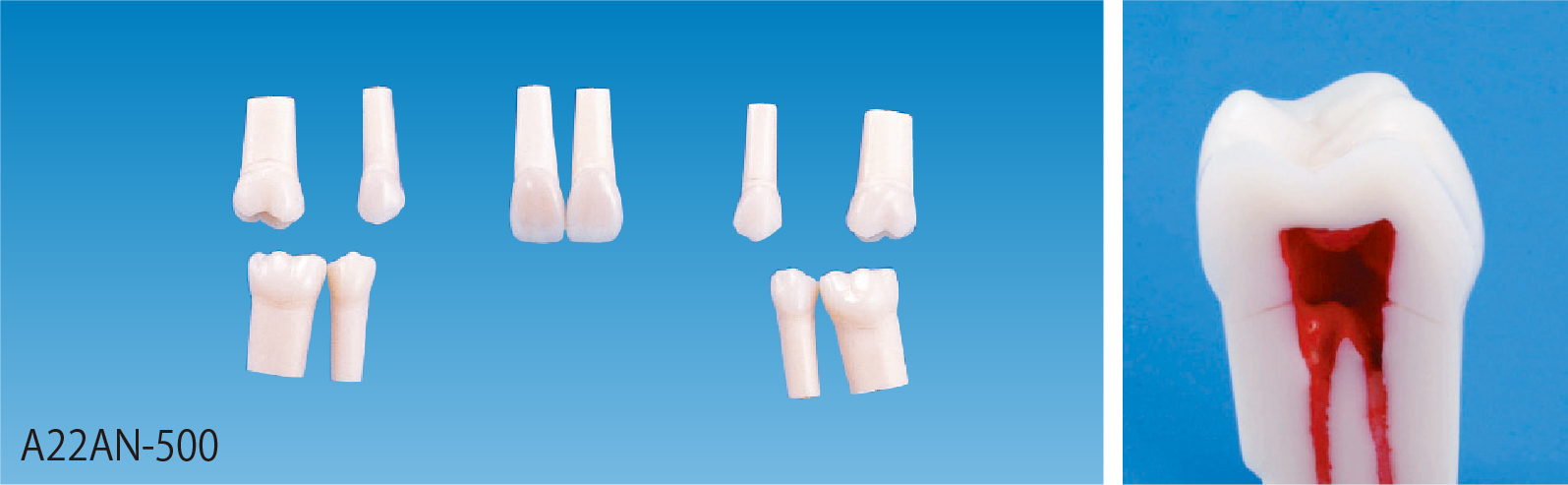 歯内療法実習用模型歯 [A22AN-500]